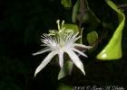 <i>Passiflora capsularis</i> L. [Passifloraceae]