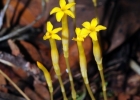 <i>Voyria aphylla</i> (Jacq.) Pers. [Gentianaceae]