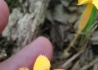 <i>Voyria aphylla</i> (Jacq.) Pers. [Gentianaceae]