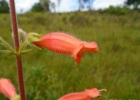 <i>Sinningia elatior</i> (Kunth) Chautems [Gesneriaceae]