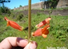 <i>Sinningia elatior</i> (Kunth) Chautems [Gesneriaceae]
