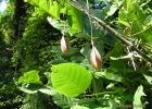 <i>Passiflora capsularis</i> L. [Passifloraceae]