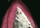 <i>Passiflora capsularis</i> L. [Passifloraceae]