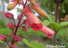 <i>Sinningia warmingii</i> (Hiern) Chautems [Gesneriaceae]