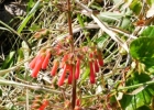 <i>Sinningia aggregata</i> (Ker Gawl.) Wiehler  [Gesneriaceae]
