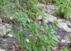 <i>Sinningia aggregata</i> (Ker Gawl.) Wiehler  [Gesneriaceae]