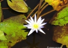 <i>Nymphaea pulchella</i> DC. [Nymphaeaceae]