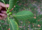 <i>Ficus luschnathiana</i> (Miq.) Miq. [Moraceae]