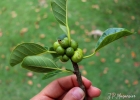 <i>Ficus luschnathiana</i> (Miq.) Miq. [Moraceae]