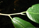 <i>Brosimum lactescens</i> (S. Moore) C.C. Berg [Moraceae]