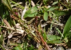 <i>Laurembergia tetrandra</i> (Schott ex Spreng.) Kanitz [Haloragaceae]