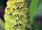<i>Cunila fasciculata</i> Benth. [Lamiaceae]