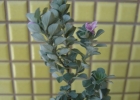 <i>Glechon discolor</i> Epling [Lamiaceae]