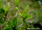 <i>Erythroxylum cuneifolium</i> (Mart.) O.E.Schultz [Erythroxylaceae]