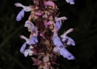<i>Salvia congestiflora</i> Epling [Lamiaceae]