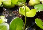 <i>Utricularia platensis</i> Speg. [Lentibulariaceae]