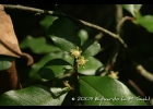 <i>Erythroxylum cuneifolium</i> (Mart.) O.E.Schultz [Erythroxylaceae]