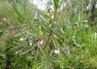 <i>Monteiroa ptarmicifolia</i> (A. St.-Hil. & Naudin) Krapov. [Malvaceae]