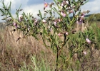 <i>Monteiroa ptarmicifolia</i> (A. St.-Hil. & Naudin) Krapov. [Malvaceae]