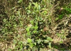 <i>Tibouchina asperior</i> (Cham.) Cogn. [Melastomataceae]
