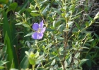 <i>Tibouchina asperior</i> (Cham.) Cogn. [Melastomataceae]