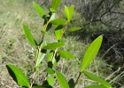 <i>Eugenia dimorpha</i> O.Berg [Myrtaceae]