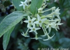 <i>Cestrum strigillatum</i> Ruiz & Pav. [Solanaceae]