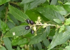 <i>Cestrum strigillatum</i> Ruiz & Pav. [Solanaceae]