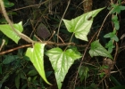 <i>Mikania campanulata</i> Gardner [Asteraceae]