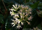 <i>Mikania campanulata</i> Gardner [Asteraceae]