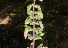 <i>Sinningia sellovii</i> (Mart.) Wiehler [Gesneriaceae]