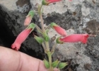 <i>Sinningia sellovii</i> (Mart.) Wiehler [Gesneriaceae]