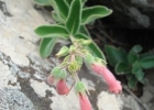<i>Sinningia sellovii</i> (Mart.) Wiehler [Gesneriaceae]