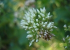 <i>Mikania cordifolia</i> (L.f.) Willd. [Asteraceae]