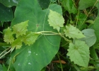 <i>Mikania cordifolia</i> (L.f.) Willd. [Asteraceae]