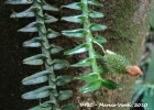 <i>Dichaea pendula</i> (Aubl.) Cogn. [Orchidaceae]