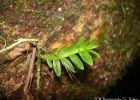 <i>Dichaea pendula</i> (Aubl.) Cogn. [Orchidaceae]