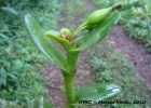 <i>Epidendrum latilabre</i> Lindl. [Orchidaceae]