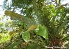 <i>Niphidium crassifolium</i> (L.) Lellinger [Polypodiaceae]