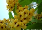 <i>Pterocarpus rohrii</i> Vahl [Fabaceae]