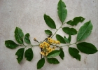 <i>Pterocarpus rohrii</i> Vahl [Fabaceae]