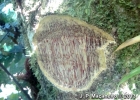 <i>Pterocarpus violaceus</i> Vogel [Fabaceae]