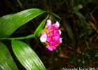 <i>Elleanthus brasiliensis</i> Rchb. f. [Orchidaceae]