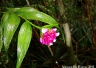 <i>Elleanthus brasiliensis</i> Rchb. f. [Orchidaceae]
