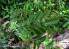 <i>Andira fraxinifolia</i> Benth. [Fabaceae]
