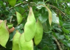 <i>Andira fraxinifolia</i> Benth. [Fabaceae]