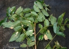 <i>Andira fraxinifolia</i> Benth. [Fabaceae]