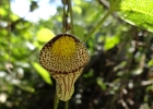<i>Aristolochia triangularis</i> Cham. [Aristolochiaceae]