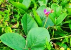 <i>Canavalia rosea</i> (Sw.) DC. [Fabaceae]