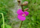 <i>Canavalia rosea</i> (Sw.) DC. [Fabaceae]